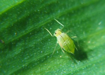 Close Up of a plant louse with space for typo.