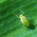 Close Up of a plant louse with space for typo.