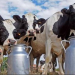 milk production kerala