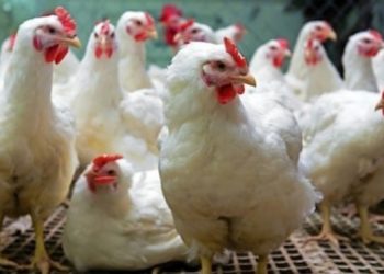 A one-day training program is organized on Poultry Management at Krishi Vigyan Kendra Thrisssur