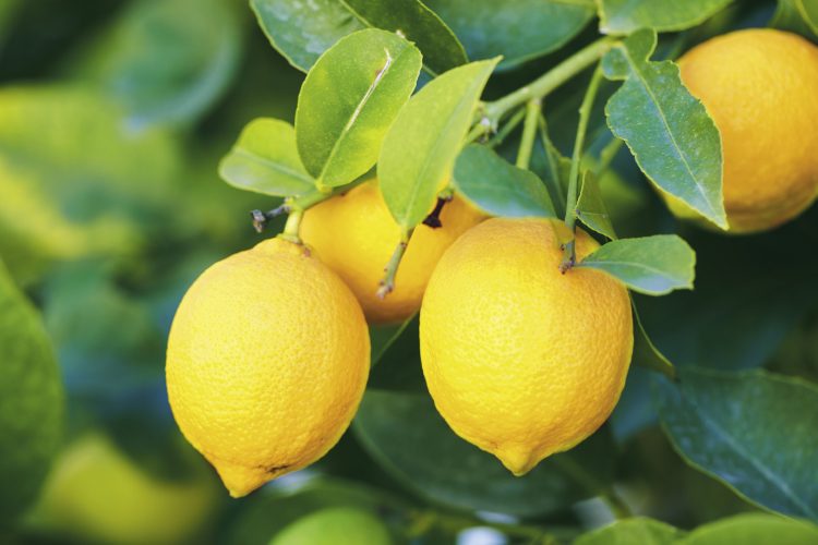 branch of ripe lemons