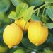 branch of ripe lemons