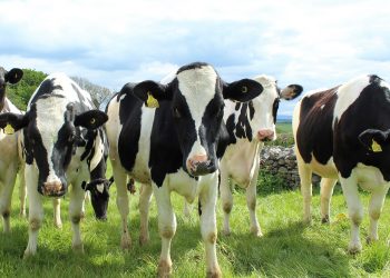 cattle farm training