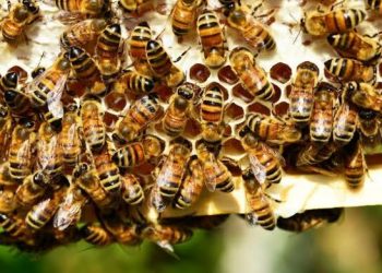 bee culture training kerala