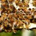 bee culture training kerala