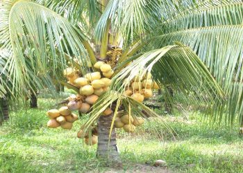 coconut park kozhikode kannur