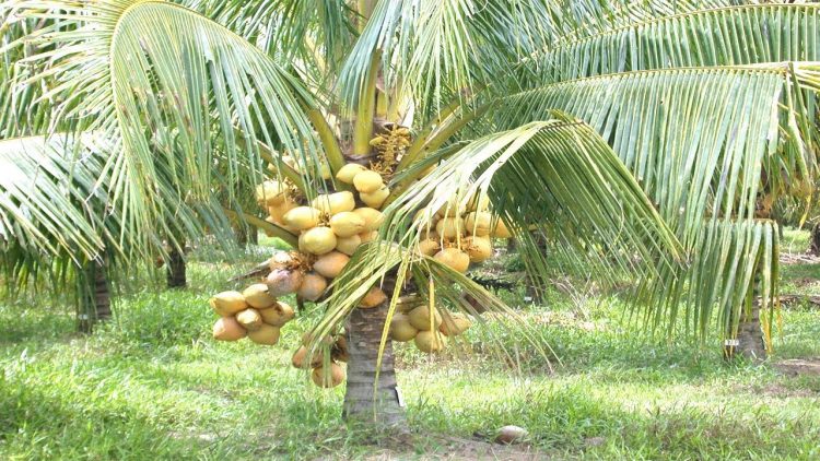 coconut park kozhikode kannur