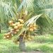 coconut park kozhikode kannur