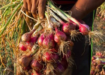 onion krishi