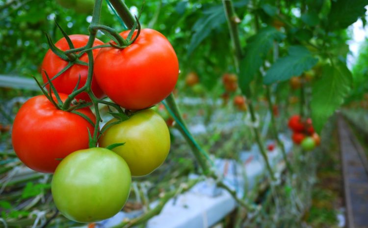 tomato farmng