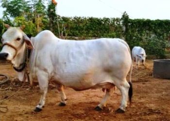 punganur cow