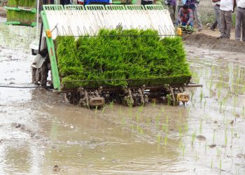 paddy transplanter