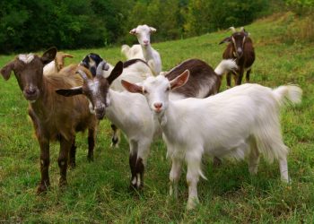 goat farm cooperative society