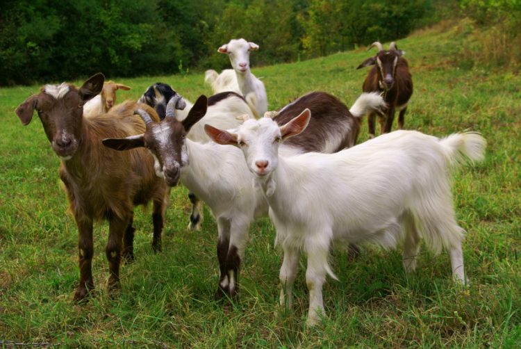 goat farm cooperative society