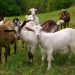 goat farm cooperative society