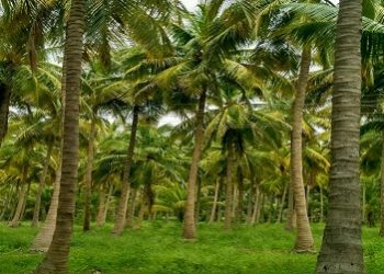 changathi kootam coconut