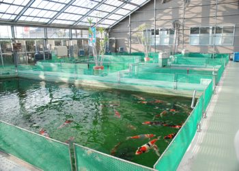 women fish farming