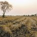 protect crop from drought