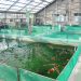 ernakulam fish farming