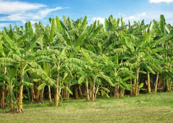 banana tree plantation