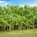 banana tree plantation