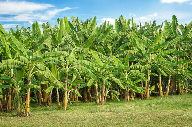banana tree plantation