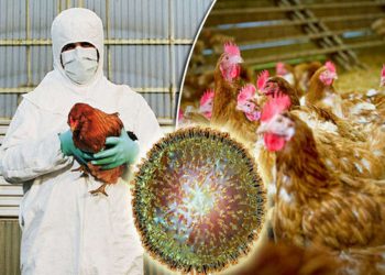 bird flu kerala