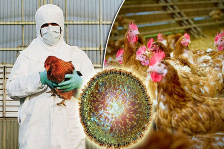 bird flu kerala