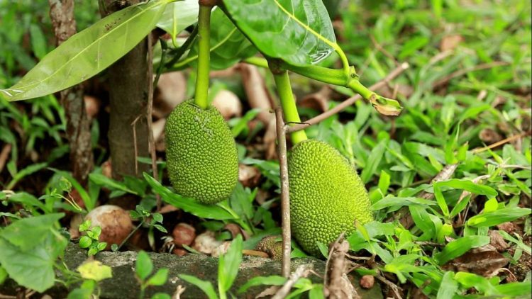 jack fruit kerala