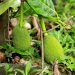 jack fruit kerala