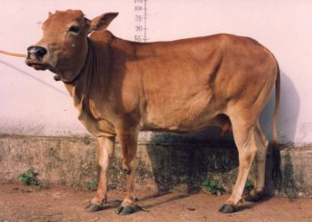 vechur cow