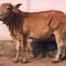 vechur cow
