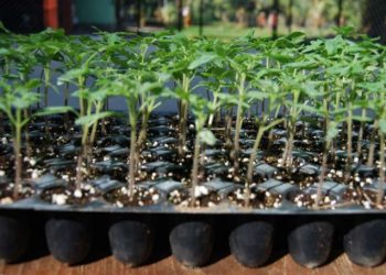 protray-seedling-production-grow-bag-cultivation