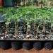 protray-seedling-production-grow-bag-cultivation