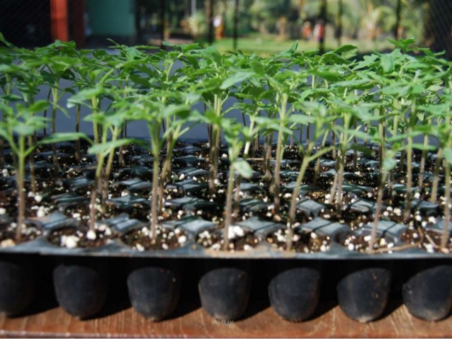 protray-seedling-production-grow-bag-cultivation