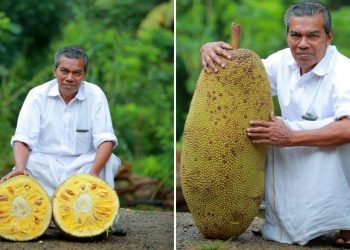 jack fruit paradise farm