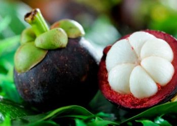 mangosteen_