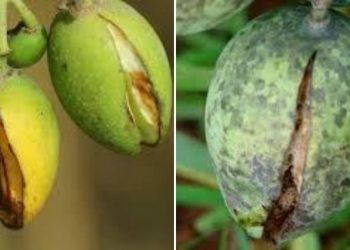 boron deficiency in mango