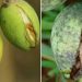 boron deficiency in mango