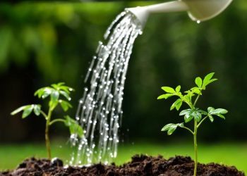 Sprouts watered from a watering can( focus on right plant )