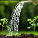 Sprouts watered from a watering can( focus on right plant )