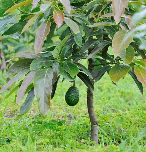 avocado kerala