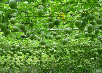 passion fruit