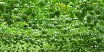 passion fruit