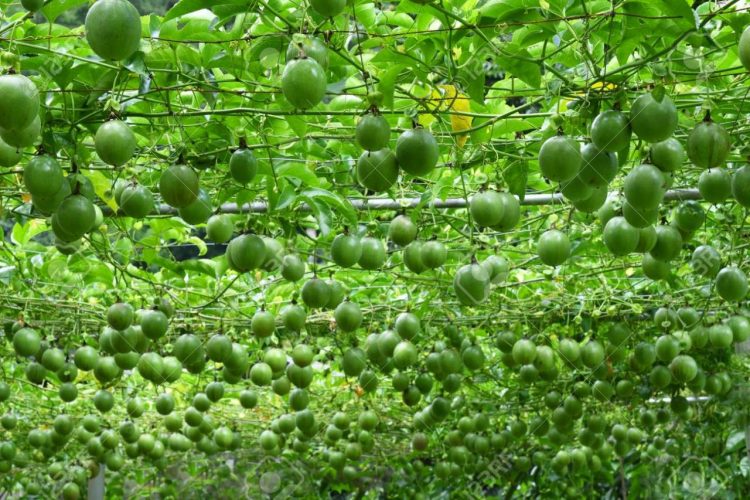 passion fruit