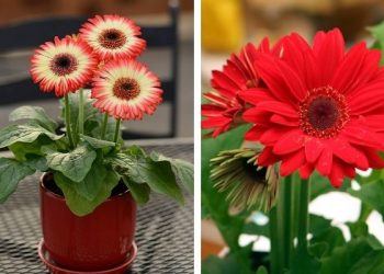 gerbera