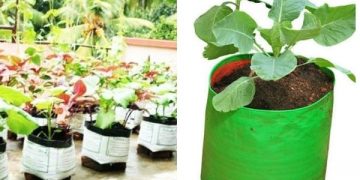 grow bag farming