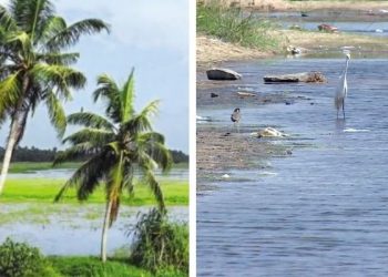 ലോക തണ്ണീർത്തട ദിനം