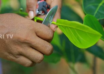 jackfruit budding