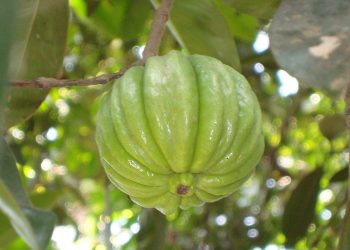 Garcinia cambogia